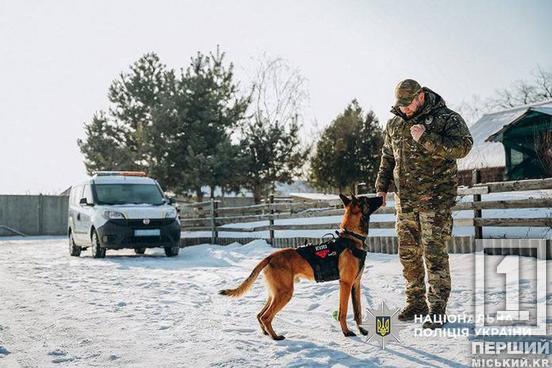Зовнішній спокій, турбота і розуміння: як заспокоїти наляканого обстрілами песика1