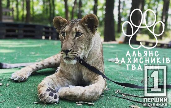 510 гривень штрафу за п’ять років неволі: у Кривому Розі суд залишив левицю Еліну у власника