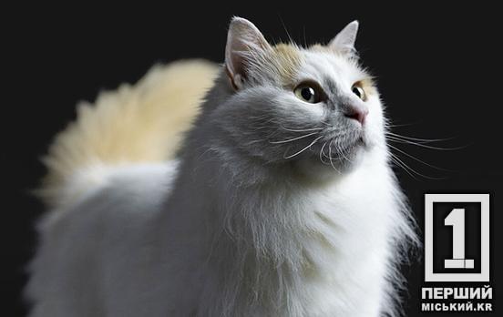 Корм для стерилізованих котів: порівняння рішень для контролю ваги