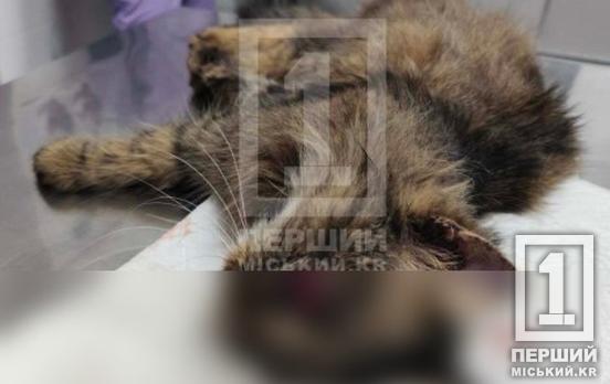 Могла падати сходовими прольотами до першого поверху: на Зарічному жорстоко познущалися з кішки