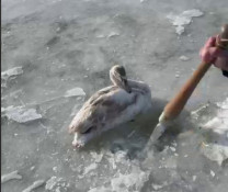 На Дніпропетровщині патрульні визволили лебедя з крижаної пастки1