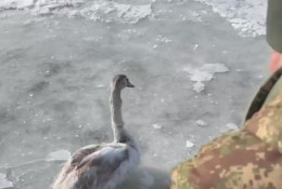 На Дніпропетровщині патрульні визволили лебедя з крижаної пастки2