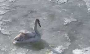 На Дніпропетровщині патрульні визволили лебедя з крижаної пастки0