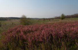 На Дніпропетровщині судитимуть фермера, який незаконно користувався землями природно-заповідного фонду0