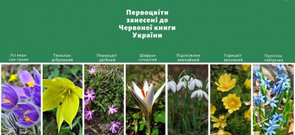 Краса не для букета: за які весняні квіти криворіжців штрафуватимуть1