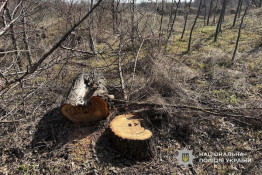 На Криворіжжі чоловік зрубав 20 дерев у ландшафтному заказнику