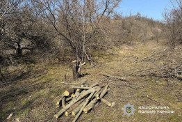На Криворіжжі чоловік зрубав 20 дерев у ландшафтному заказнику