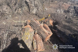 На Криворіжжі чоловік зрубав 20 дерев у ландшафтному заказнику