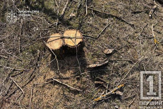 На Криворіжжі судитимуть чоловіка за вирубку дерев у «Візирці»