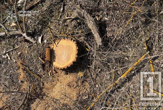 На Криворіжжі судитимуть чоловіка за вирубку дерев у «Візирці»