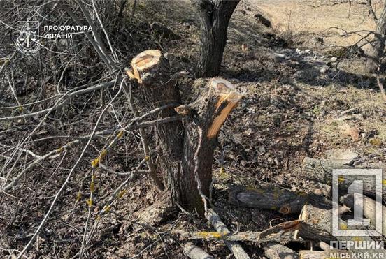 На Криворіжжі судитимуть чоловіка за вирубку дерев у «Візирці»