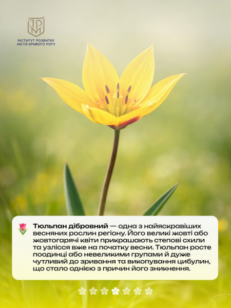 Не тільки руда: рідкісні квіти Криворіжжя, що ростуть поруч із кар’єрами3