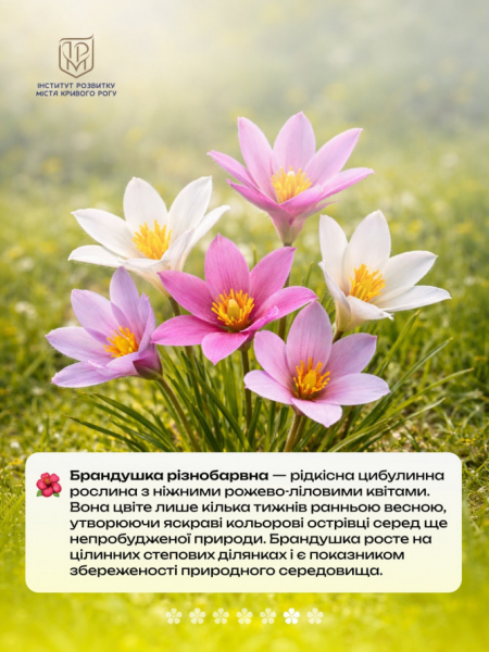 Не тільки руда: рідкісні квіти Криворіжжя, що ростуть поруч із кар’єрами5