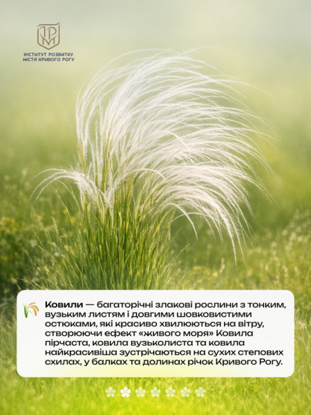 Не тільки руда: рідкісні квіти Криворіжжя, що ростуть поруч із кар’єрами1