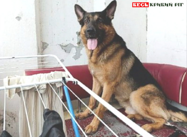 5-річний вівчар розірвав Даші обличчя в Кривому Розі