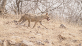 У лісах Дніпропетровщини помітили зграї шакалів
