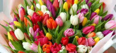 У Верховній Раді знову пропонують замінити 8 березня на День української жінки0