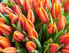 Вітаємо з 8 Березня!0