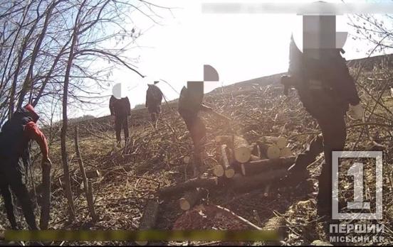 Збували ліс на Дніпропетровщині: викрили «чорних лісорубів»