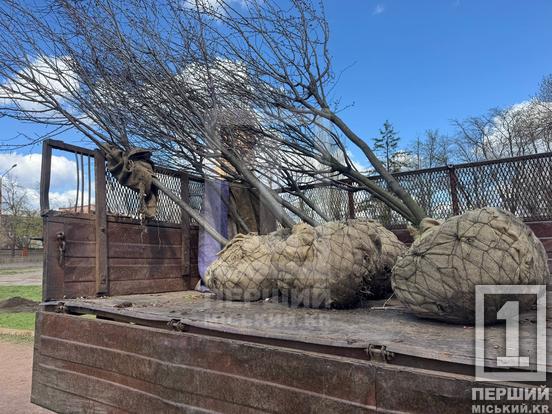 Більше затінку та яскравих барв: сквер біля шахти «Криворізька» озеленили новими деревами