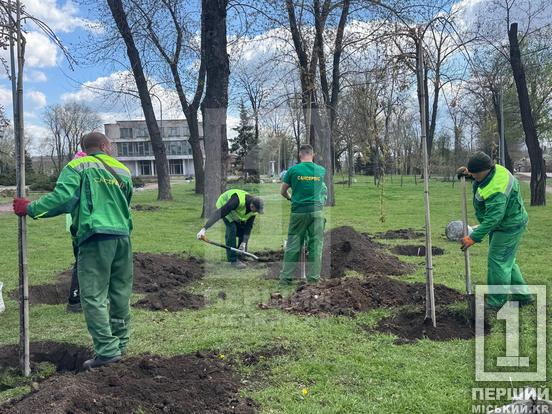 Більше затінку та яскравих барв: сквер біля шахти «Криворізька» озеленили новими деревами