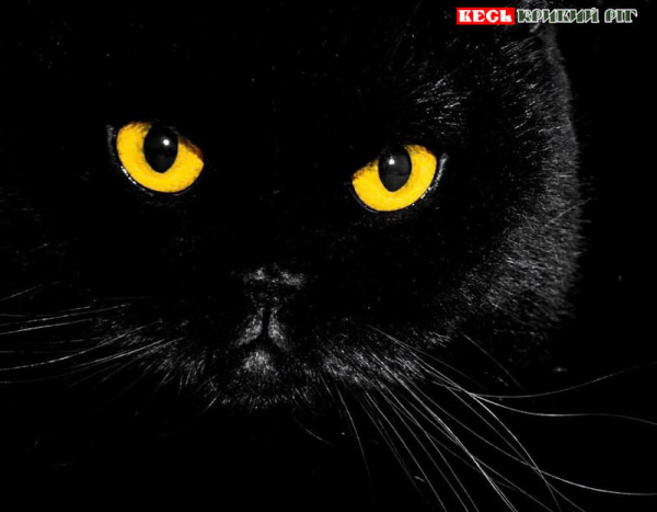 Кішка Дуся родини Корявченкових з Кривого Рогу