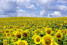 Фермерським господарствам Дніпропетровщини компенсують витрати: область виділила понад 7 млн грн для підтримки аграріїв