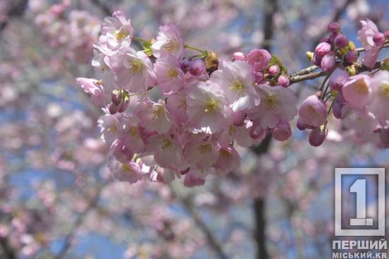 Ханамі у Кривому Розі: у ботсаду стартував сезон цвітіння сакури