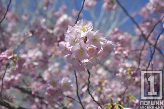 Ханамі у Кривому Розі: у ботсаду стартував сезон цвітіння сакури