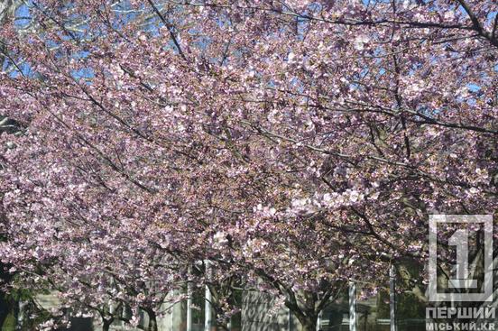 Ханамі у Кривому Розі: у ботсаду стартував сезон цвітіння сакури
