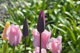 Криворіжців та гостей міста запрошують до ботанічного саду, де зараз масово цвітуть тюльпани