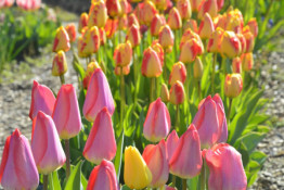 Криворіжців та гостей міста запрошують до ботанічного саду, де зараз масово цвітуть тюльпани