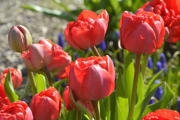 Криворіжців та гостей міста запрошують до ботанічного саду, де зараз масово цвітуть тюльпани