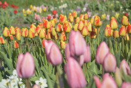 Криворіжців та гостей міста запрошують до ботанічного саду, де зараз масово цвітуть тюльпани