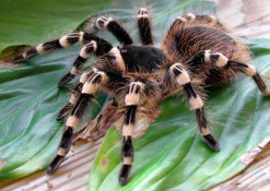 На Дніпропетровщині активізувалися отруйні павуки