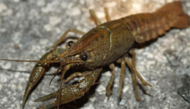 На Дніпропетровщині майже 200 раків врятували з браконьєрських пасток