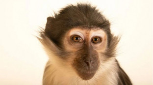 На Криворіжжі людина постраждала від укусу мавпи