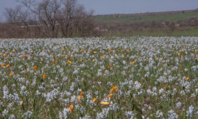 На Криворіжжі розквітло поле червонокнижних гіацинтів і тюльпанів