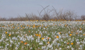На Криворіжжі розквітло поле червонокнижних гіацинтів і тюльпанів