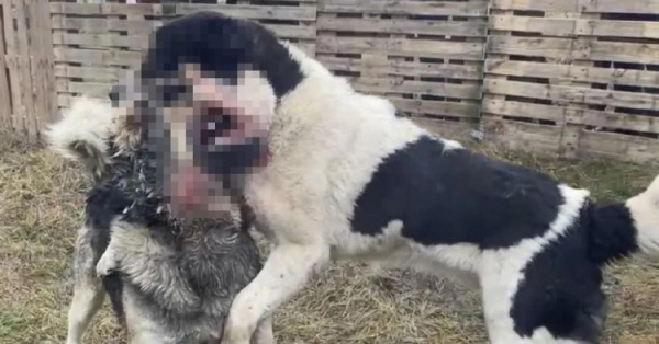 Собачі бої на Криворіжжі - фото Snezhana Buhrik