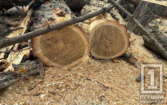 Понад мільйон гривень компенсації: на Дніпропетровщині лісгосп змусили фінансово відповідати за те, що прогледіли вирубку