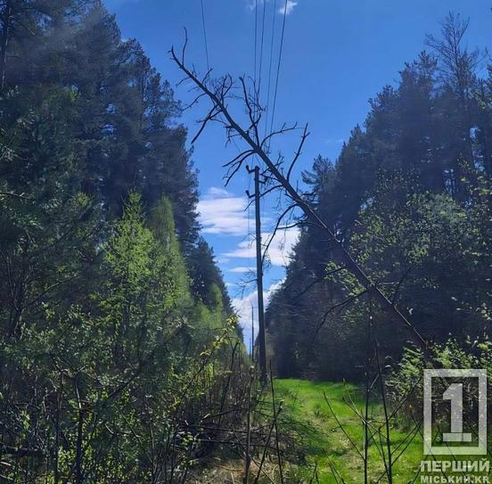 Повалені дерева та тисячі домівок без світла: Дніпропетровщиною пронісся буревій