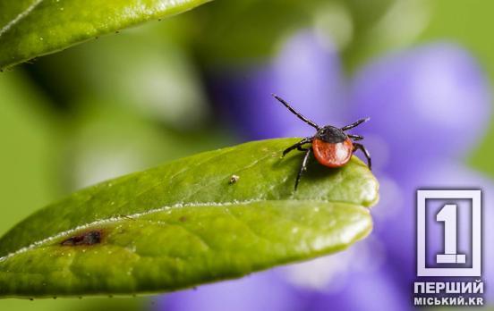 Сезон кліщів на підході: що відомо про хворобу Лайма та епідситуацію на Дніпропетровщині