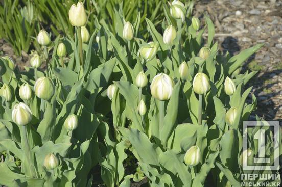 Тюльпановий рай на Даманському: у Ботанічному саду розквітли сотні весняних квітів