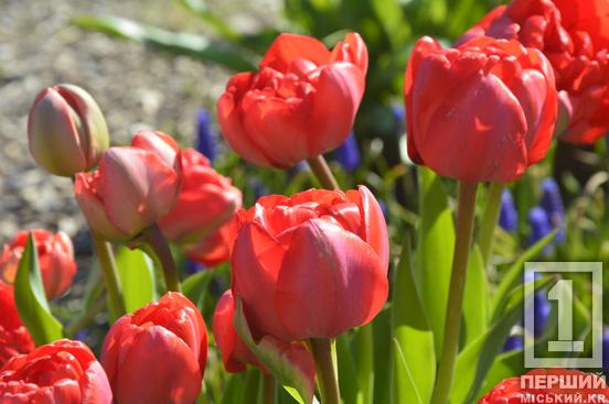 Тюльпановий рай на Даманському: у Ботанічному саду розквітли сотні весняних квітів