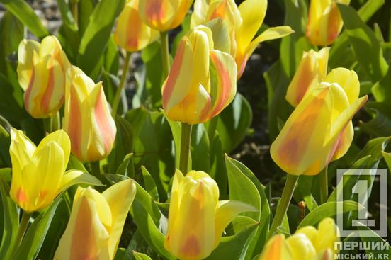 Тюльпановий рай на Даманському: у Ботанічному саду розквітли сотні весняних квітів