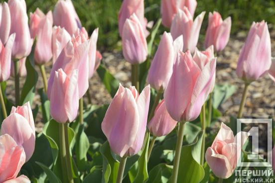 Тюльпановий рай на Даманському: у Ботанічному саду розквітли сотні весняних квітів