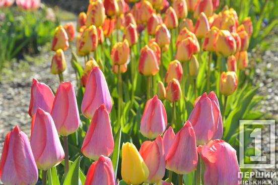 Тюльпановий рай на Даманському: у Ботанічному саду розквітли сотні весняних квітів