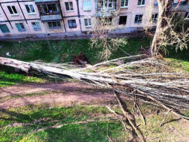 У Кривому Розі через сильний вітер повалило дерева
