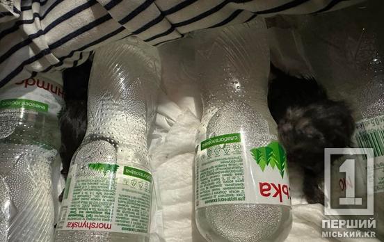 У Кривому Розі на 7-му Зарічному у сміттєвому баку знайшли новонароджених кошенят